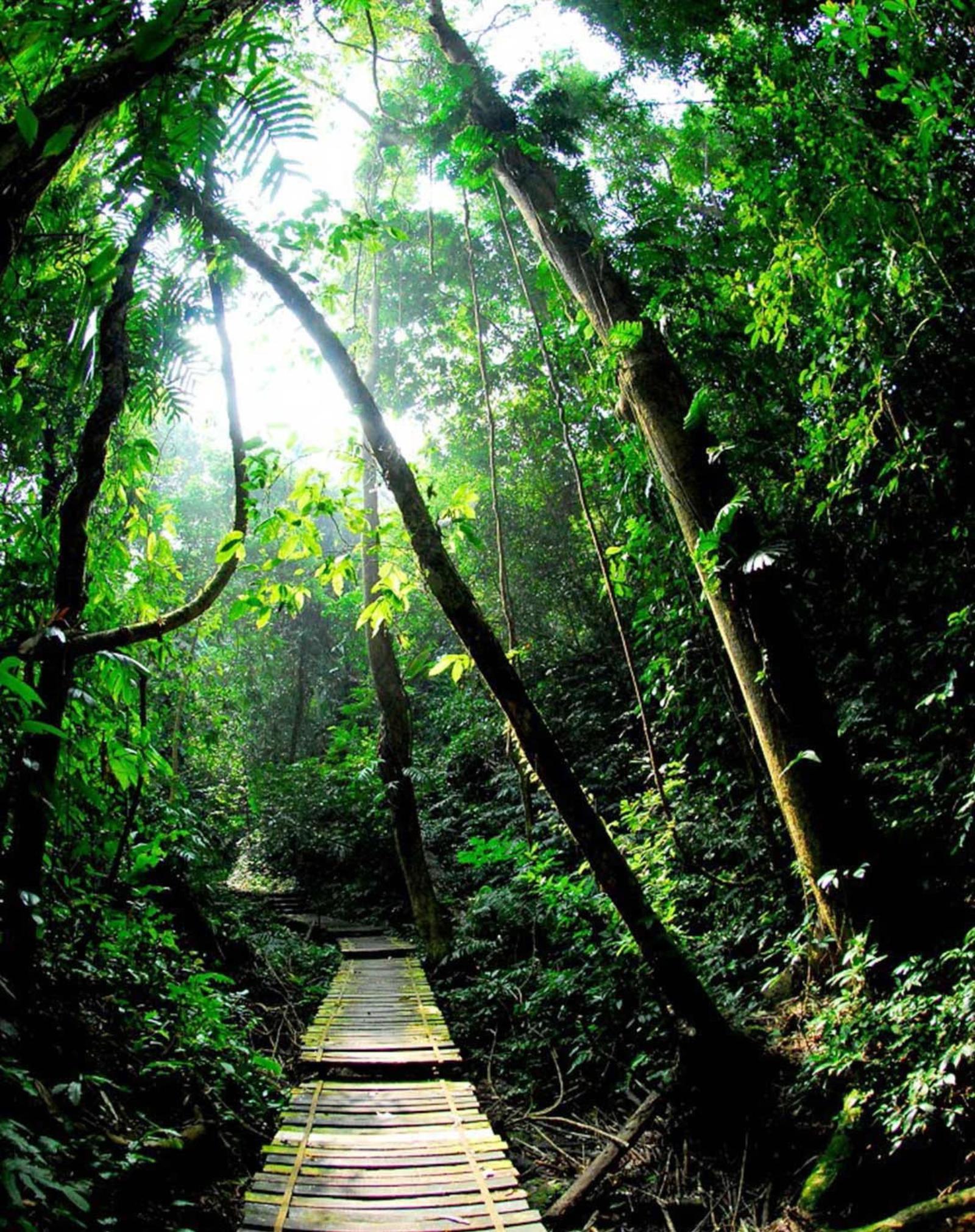 2022翠峰雨林游玩攻略,...特别钟情于这个岛屿上的林...【去哪儿攻略】