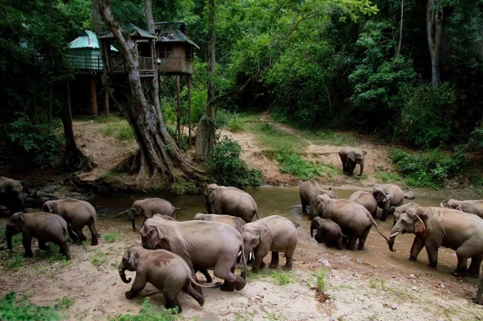 在西双版纳，救护亚洲象的人——人民政协网